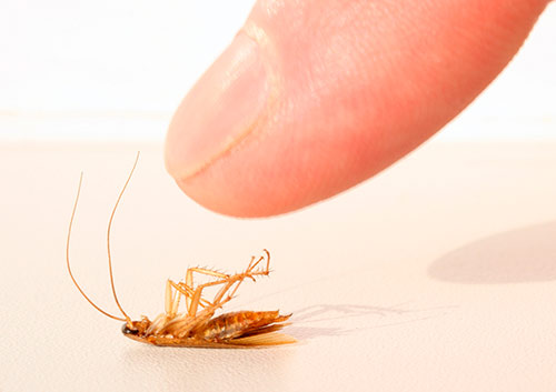 Народные средства от тараканов в квартире: 6 самых эффективных