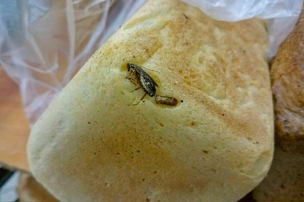 Тараканы могут быть принесены из магазина (на фото - таракан в хлебе)