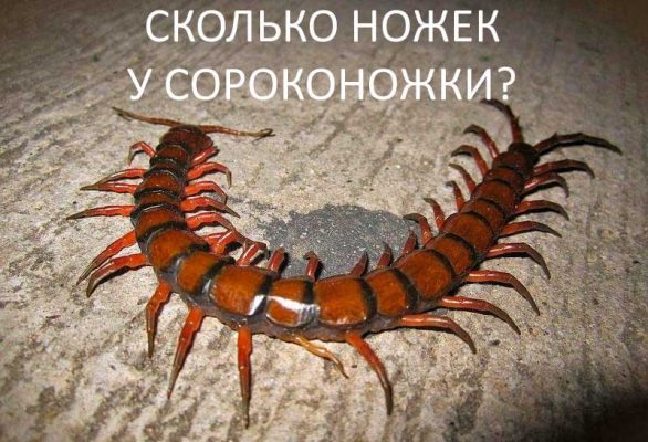 Как нарисовать сороконожку