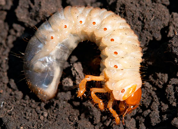 Хрущ - личинка майского жука