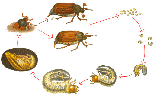 Развитие и жизненный цикл хруща (майского жука)
