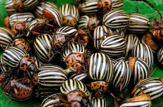 Средства и методы борьбы с колорадскими жуками