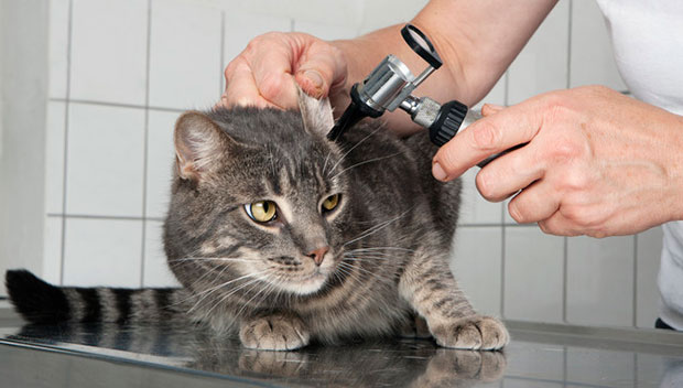 Ушной клещ у кошки - симптомы и лечение