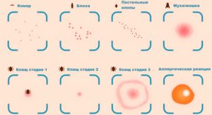 Карта вызова смп укус клеща