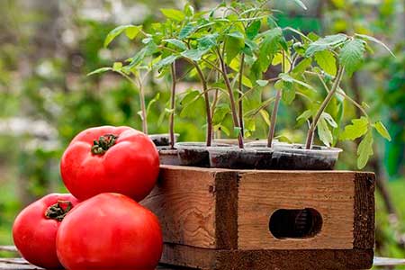 Защищиаем томаты от насекомых ввредителей