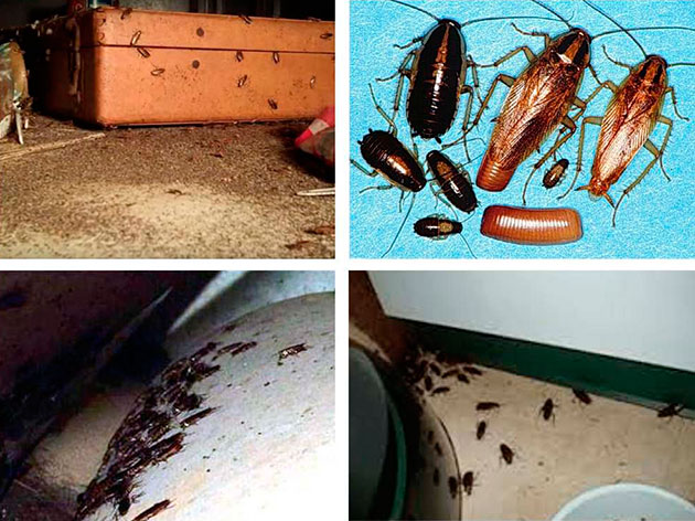 Откуда берутся тараканы в квартире?