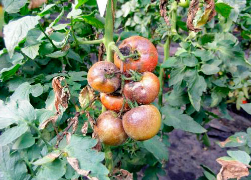 Белокрылка на томатах в теплице