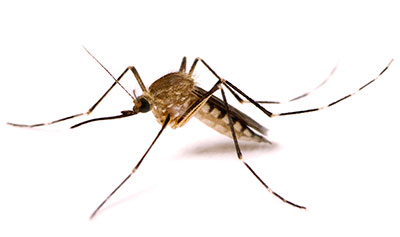 Как выглядит комар - фото