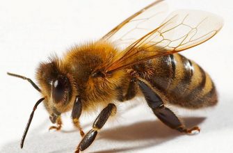Апитерапия – лечение укусами пчёл