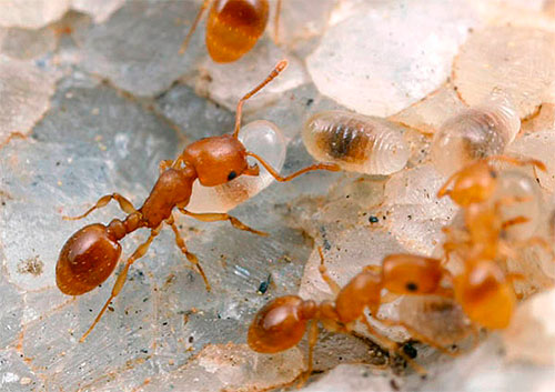 Рыжие муравьи и их личинки в квартире