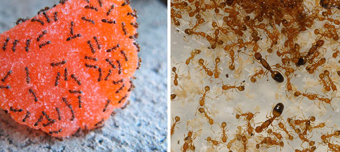 Рыжие домашние муравьи - как избавиться в домашних условиях?