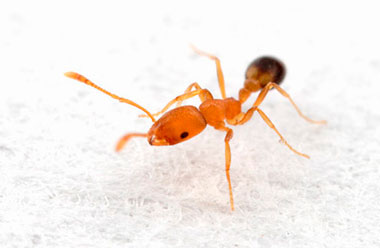 Рыжий домашний муравей - как избавиться в домашних условиях?
