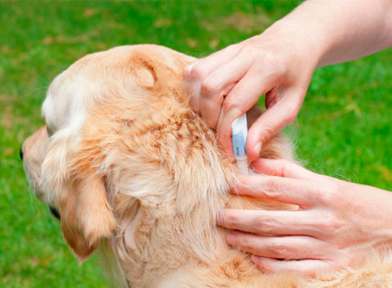 Обзор лучших препаратов от блох у собак