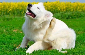 Блохи у собак: причины и признаки появления, способы выведения