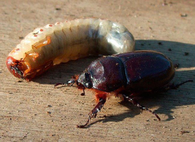 Сравнение взрослого майского жука и личинки (хруща)