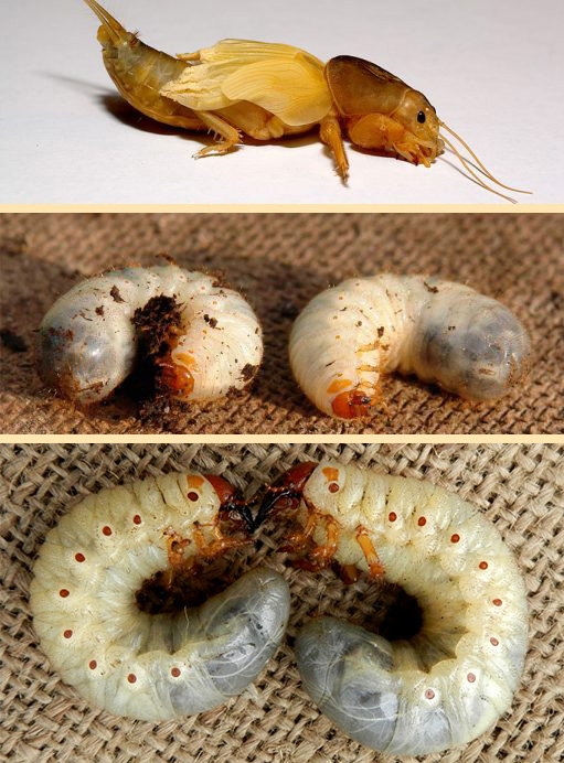 Отличия медведки, личинки майского жука - хруща и личинки бронзовки (фото)