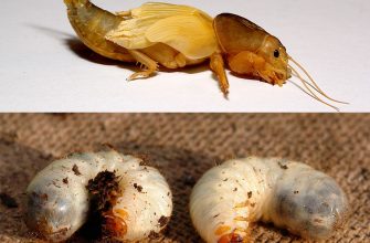 Отличия медведки и личинки майского жука - хруща (фото)
