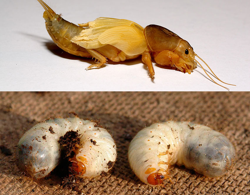 Фото личинки майского жука и фото личинки медведки