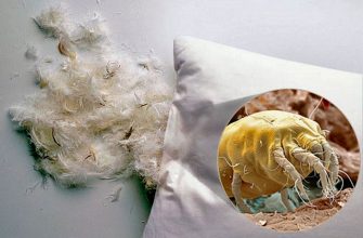 Пылевые постельные клещи чаще всего живут в подушках