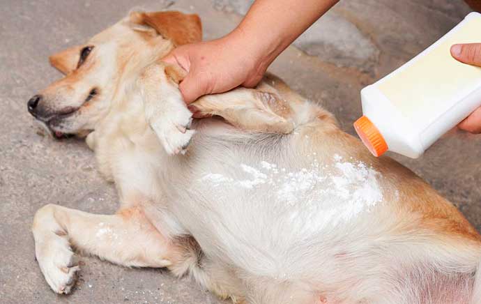 Порошок от блох для собак можно заказать в ветеринарной клинике