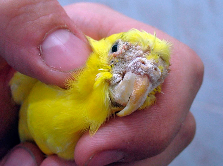 Чесоточный клещ у попугая – признаки и лечение чесотки