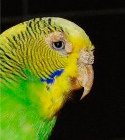 Кнемидокоптоз у попугая (чесоточный клещ)