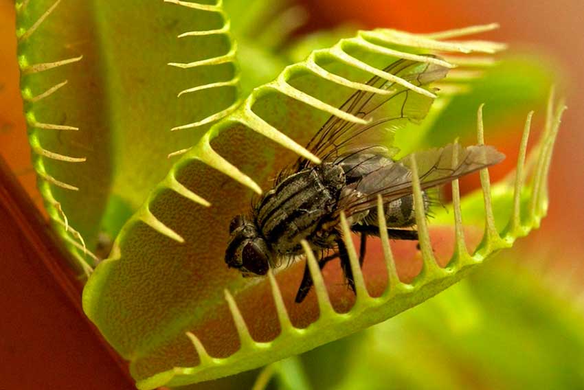 Растение, которое ест мух: Дионея или Венерина мухоловка