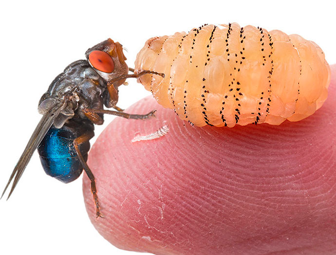 Larva gadfly u člověka: jak se dostanou pod kůži, příznaky a důsledky