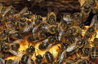 Пчелы вымирают - в чем причина?