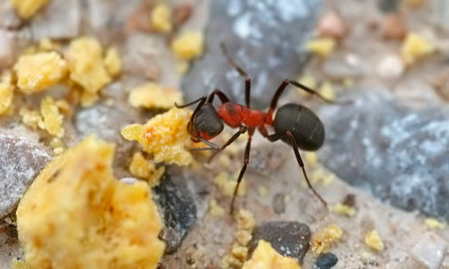 Борная кислота от муравьев в квартире и частном доме