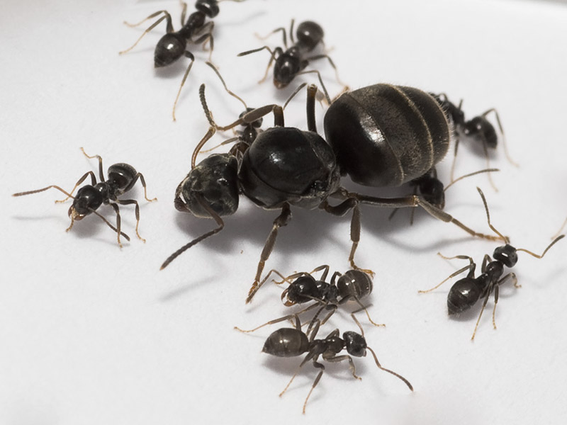 Матка черного садового муравья большая