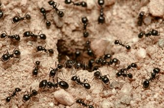 Гнездо черных муравьев на дачном участке