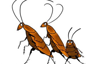 Почему тараканов называют стасиками?