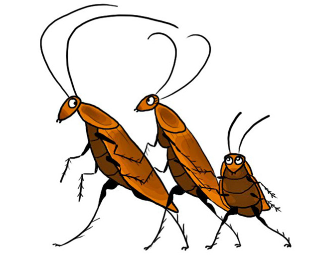 Почему тараканов называют Стасиками – 4 причины появления прозвища