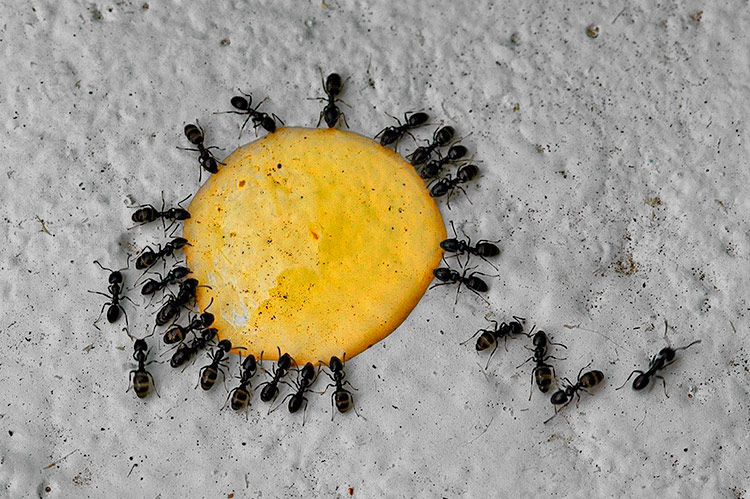 Капли от муравьев в доме