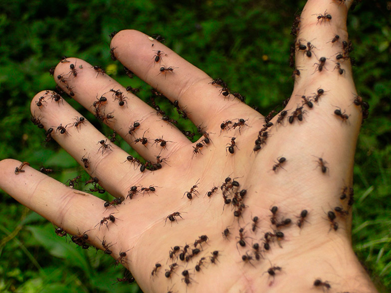 Укусы черных муравьев - опасность для человека