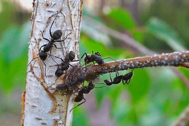 Крупные черные муравьи вредят садовым деревьям на участке - что делать?