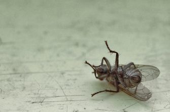 Как избавиться от мух в доме?