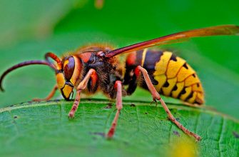 Шершень – как выглядит, фото и описание насекомого