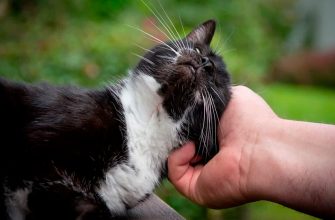 Могут ли глисты перейти от кошки к человеку?