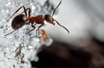 Как муравьи зимуют, делают ли запасы и впадают ли в спячку?