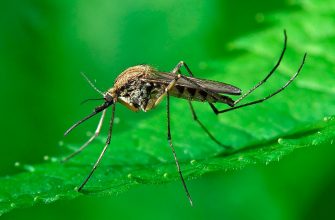 Сколько живут комары?