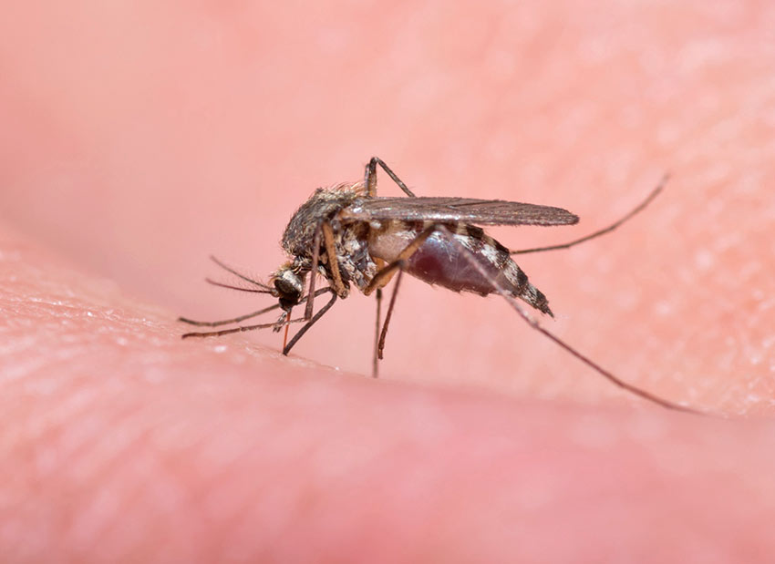 Как долго живут комары после укуса человека .