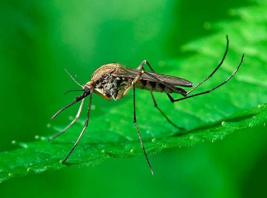 В бескровной квартире, сколько времени живут комары после укуса?