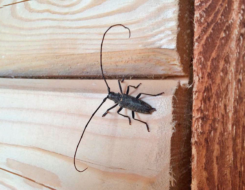 Черный жук усач домовой – фото и описание