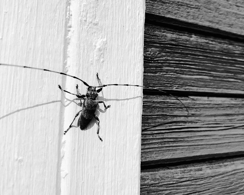 Как избавиться от жуков усачей в доме своими силами?