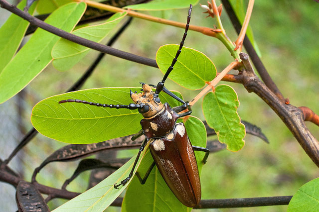 Желиктовый усач дровосек – фото большого жука усача