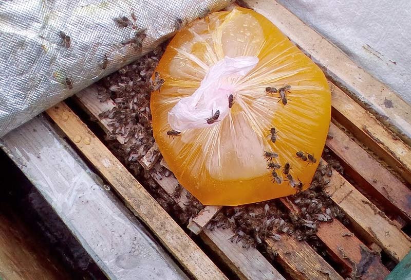 Подкормка пчел на пасеке зимой