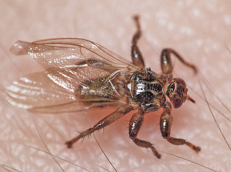 Лосиная муха похожа на клеща с крыльями