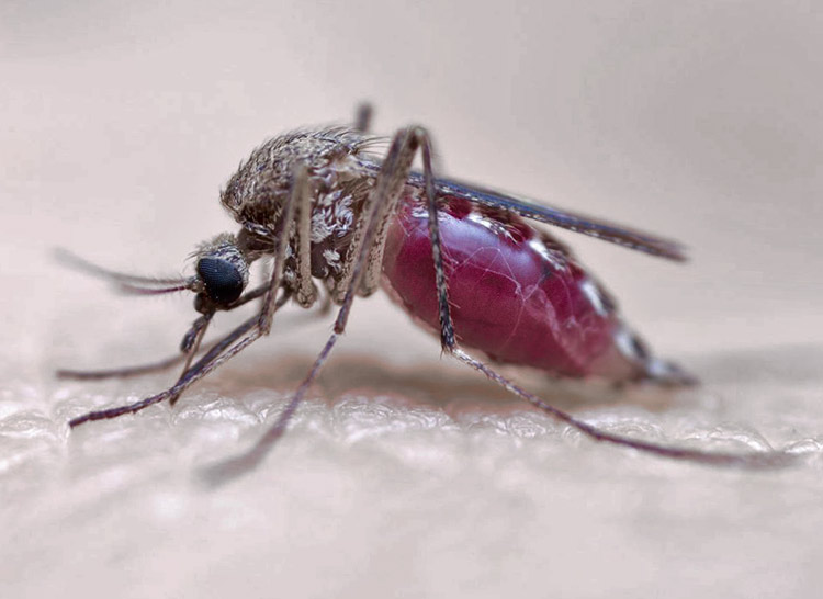 Как комар кусает и зачем пьет кровь?